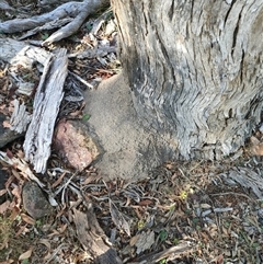 Nasutitermes exitiosus (Snouted termite, Gluegun termite) at Watson, ACT - 29 May 2024 by AaronClausen