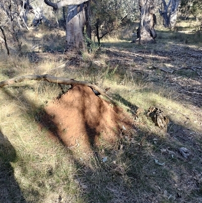 Nasutitermes exitiosus (Snouted termite, Gluegun termite) at Pialligo, ACT - 29 May 2024 by AaronClausen