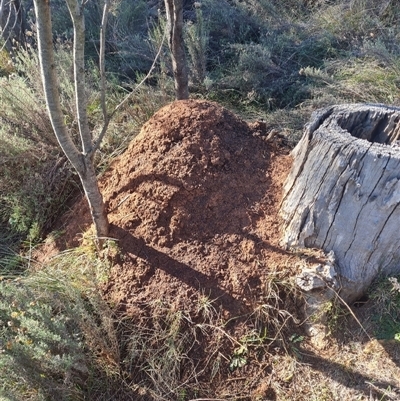 Nasutitermes exitiosus (Snouted termite, Gluegun termite) at Hackett, ACT - 29 May 2024 by AaronClausen