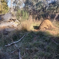 Nasutitermes exitiosus (Snouted termite, Gluegun termite) at Pialligo, ACT - 29 May 2024 by DonFletcher