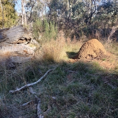 Nasutitermes exitiosus (Snouted termite, Gluegun termite) at Pialligo, ACT - 29 May 2024 by AaronClausen