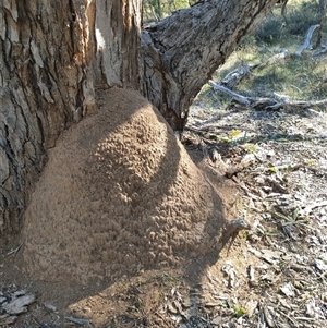 Nasutitermes exitiosus at Watson, ACT - 29 May 2024