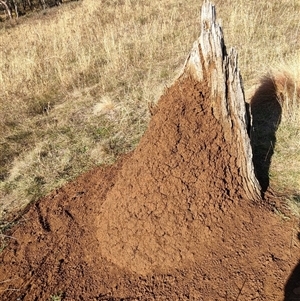 Nasutitermes exitiosus at Watson, ACT - suppressed