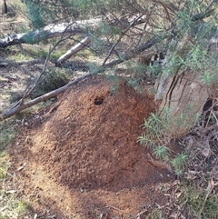 Nasutitermes exitiosus (Snouted termite, Gluegun termite) at Hackett, ACT - 29 May 2024 by AaronClausen