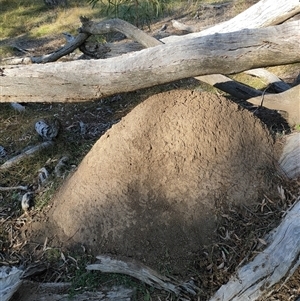 Nasutitermes exitiosus at Watson, ACT - 29 May 2024