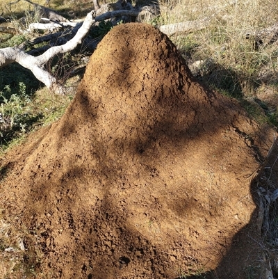 Nasutitermes exitiosus (Snouted termite, Gluegun termite) at Watson, ACT - 29 May 2024 by AaronClausen