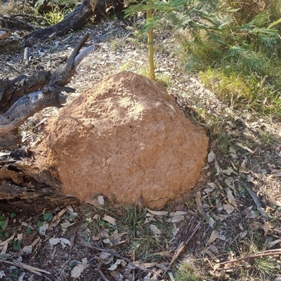 Nasutitermes exitiosus (Snouted termite, Gluegun termite) at Hackett, ACT - 29 May 2024 by AaronClausen