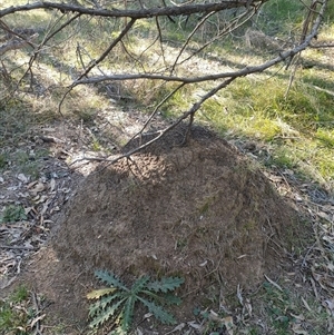 Nasutitermes exitiosus at Watson, ACT - suppressed