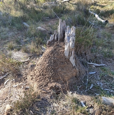 Nasutitermes exitiosus (Snouted termite, Gluegun termite) at Watson, ACT - 29 May 2024 by AaronClausen