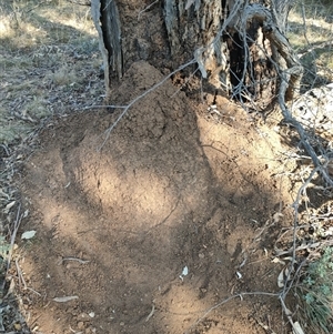 Nasutitermes exitiosus at Watson, ACT - 29 May 2024