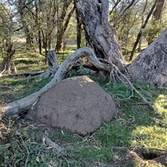 Nasutitermes exitiosus (Snouted termite, Gluegun termite) at Campbell, ACT - 29 May 2024 by AaronClausen