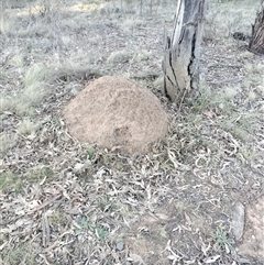 Nasutitermes exitiosus (Snouted termite, Gluegun termite) at Pialligo, ACT - 29 May 2024 by AaronClausen