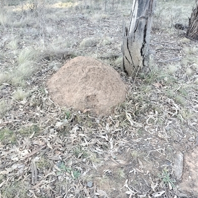 Nasutitermes exitiosus (Snouted termite, Gluegun termite) at Pialligo, ACT - 29 May 2024 by DonFletcher