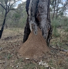 Nasutitermes exitiosus (Snouted termite, Gluegun termite) at Campbell, ACT - 29 May 2024 by AaronClausen