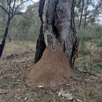 Nasutitermes exitiosus (Snouted termite, Gluegun termite) at Campbell, ACT - 29 May 2024 by AaronClausen