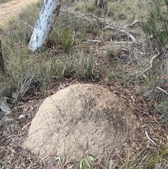 Nasutitermes exitiosus (Snouted termite, Gluegun termite) at Bruce, ACT - 29 May 2024 by AaronClausen