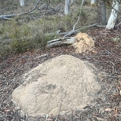 Nasutitermes exitiosus (Snouted termite, Gluegun termite) at Bruce, ACT - 29 May 2024 by AaronClausen