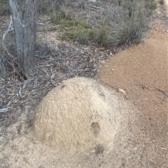 Nasutitermes exitiosus (Snouted termite, Gluegun termite) at Bruce, ACT - 29 May 2024 by AaronClausen