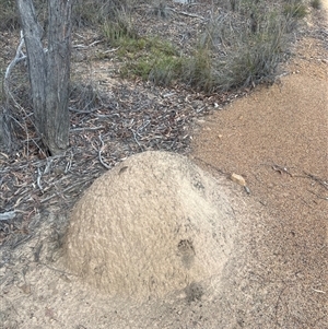 Nasutitermes exitiosus at Bruce, ACT - 30 May 2024