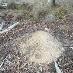 Nasutitermes exitiosus (Snouted termite, Gluegun termite) at Aranda, ACT - 29 May 2024 by AaronClausen