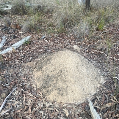 Nasutitermes exitiosus (Snouted termite, Gluegun termite) at Aranda, ACT - 29 May 2024 by AaronClausen