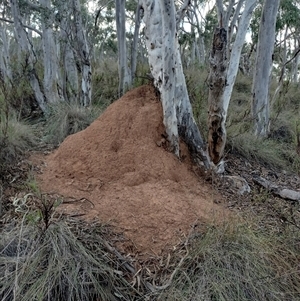 Nasutitermes exitiosus at Campbell, ACT - 30 May 2024