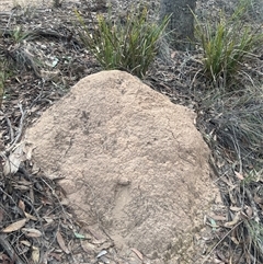 Nasutitermes exitiosus (Snouted termite, Gluegun termite) at Aranda, ACT - 29 May 2024 by AaronClausen