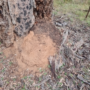 Nasutitermes exitiosus at Hackett, ACT - 30 May 2024