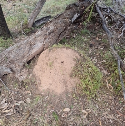 Nasutitermes exitiosus (Snouted termite, Gluegun termite) at Hackett, ACT - 29 May 2024 by AaronClausen