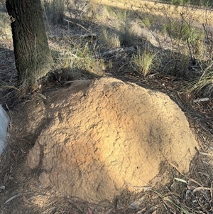 Nasutitermes exitiosus at Aranda, ACT - 30 May 2024