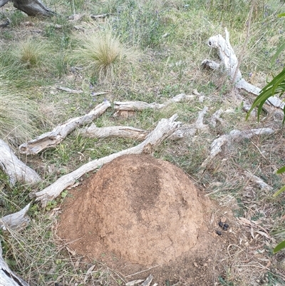 Nasutitermes exitiosus (Snouted termite, Gluegun termite) at Watson, ACT - 29 May 2024 by AaronClausen