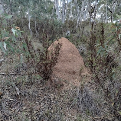 Nasutitermes exitiosus (Snouted termite, Gluegun termite) at Campbell, ACT - 29 May 2024 by AaronClausen