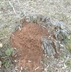 Nasutitermes exitiosus (Snouted termite, Gluegun termite) at Watson, ACT - 29 May 2024 by AaronClausen