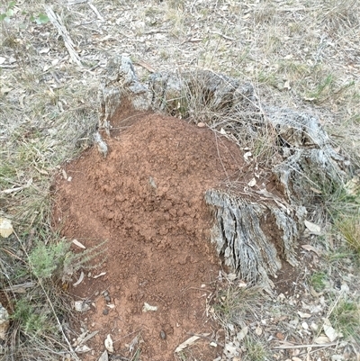 Nasutitermes exitiosus (Snouted termite, Gluegun termite) at Watson, ACT - 29 May 2024 by AaronClausen