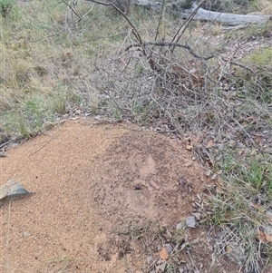 Nasutitermes exitiosus at Hackett, ACT - 30 May 2024