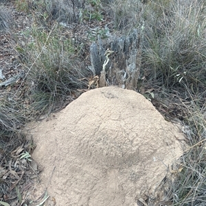 Nasutitermes exitiosus at Aranda, ACT - 30 May 2024