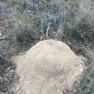 Nasutitermes exitiosus (Snouted termite, Gluegun termite) at Aranda, ACT - 29 May 2024 by AaronClausen