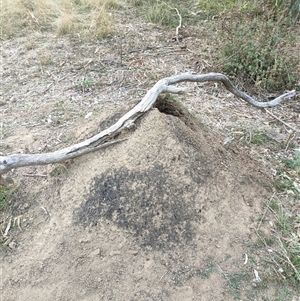 Nasutitermes exitiosus at Watson, ACT - 30 May 2024