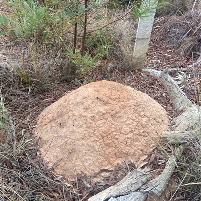 Nasutitermes exitiosus (Snouted termite, Gluegun termite) at Aranda, ACT - 29 May 2024 by AaronClausen