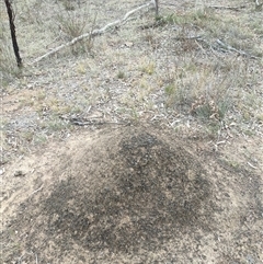 Nasutitermes exitiosus (Snouted termite, Gluegun termite) at Watson, ACT - 30 May 2024 by DonFletcher