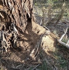 Nasutitermes exitiosus (Snouted termite, Gluegun termite) at Watson, ACT - 29 May 2024 by AaronClausen