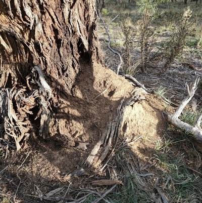 Nasutitermes exitiosus (Snouted termite, Gluegun termite) at Watson, ACT - 29 May 2024 by AaronClausen