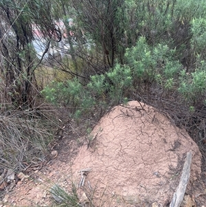 Nasutitermes exitiosus at Aranda, ACT - 30 May 2024