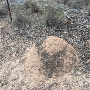 Nasutitermes exitiosus at Aranda, ACT - 30 May 2024