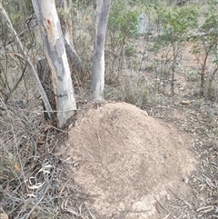 Nasutitermes exitiosus (Snouted termite, Gluegun termite) at Watson, ACT - 29 May 2024 by AaronClausen