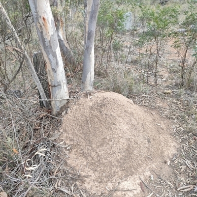 Nasutitermes exitiosus (Snouted termite, Gluegun termite) at Watson, ACT - 29 May 2024 by AaronClausen