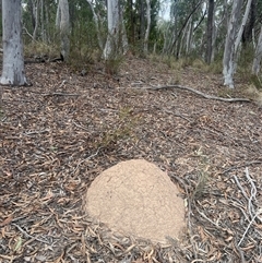 Nasutitermes exitiosus (Snouted termite, Gluegun termite) at Aranda, ACT - 29 May 2024 by AaronClausen