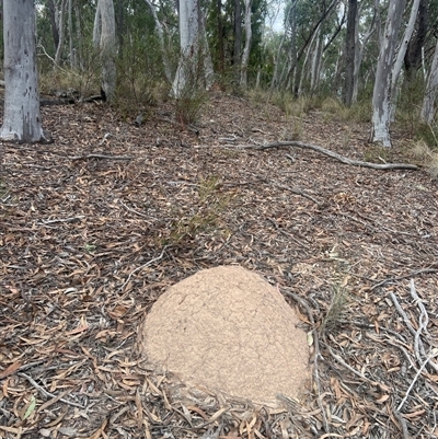 Nasutitermes exitiosus (Snouted termite, Gluegun termite) at Aranda, ACT - 29 May 2024 by AaronClausen