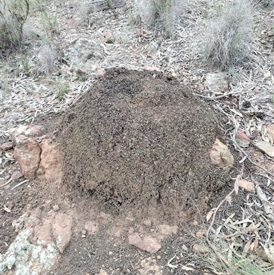 Nasutitermes exitiosus (Snouted termite, Gluegun termite) at Campbell, ACT - 29 May 2024 by AaronClausen