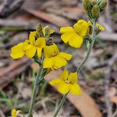 Goodenia sp. at Gundary, NSW - 17 Nov 2024 by trevorpreston